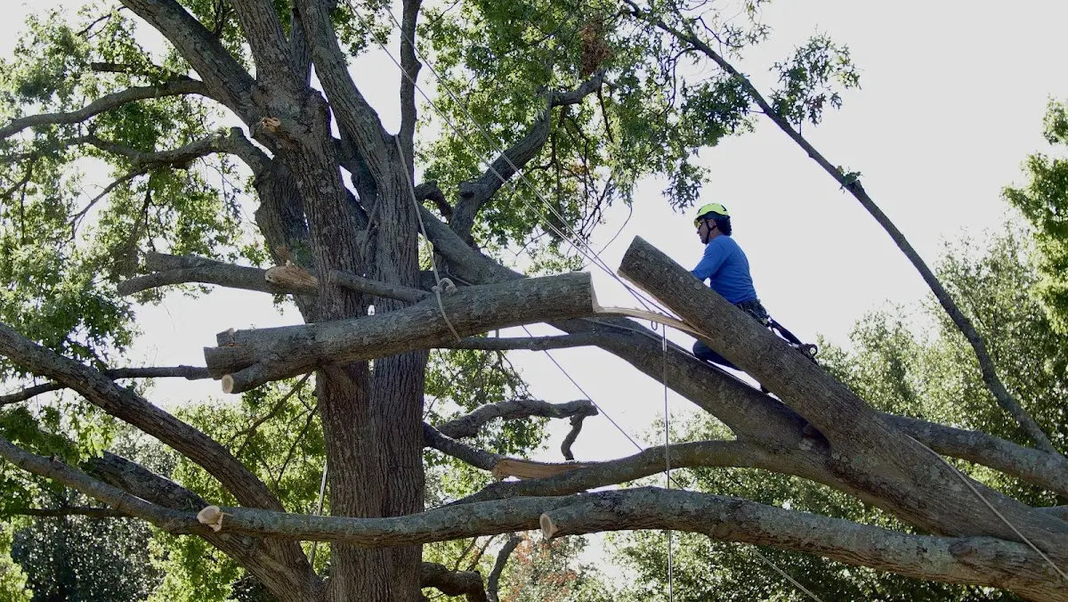 Professional Crown Thinning performed by certified arborists in Elm Grove