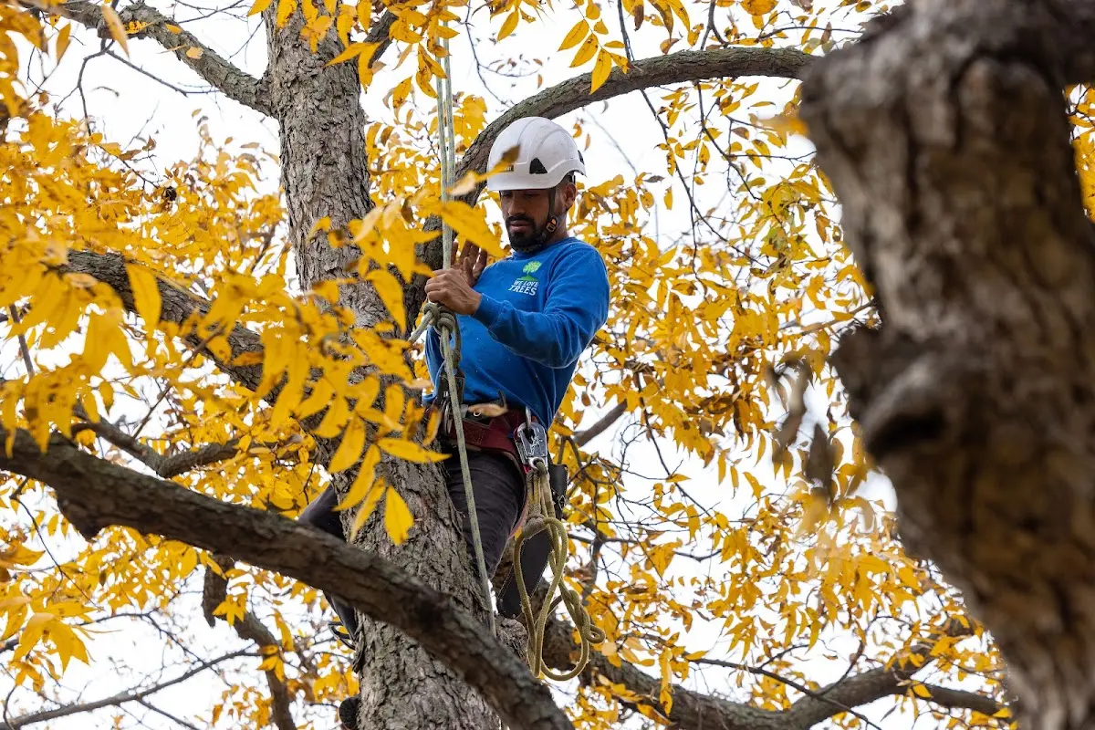 Skilled Storm Damage Cleanup crew working in Elm Grove