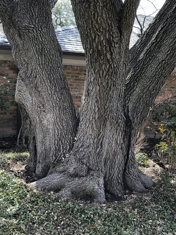 Mature heritage tree close to a Elm Grove property cared for by certified arborists